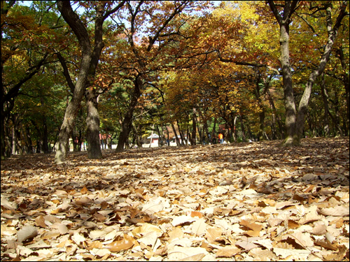 가을 낙엽을 밟을 수 있는 태릉 숲은 서울 시내에서 보기드문 소나무 숲도 즐길 수 잇다. 